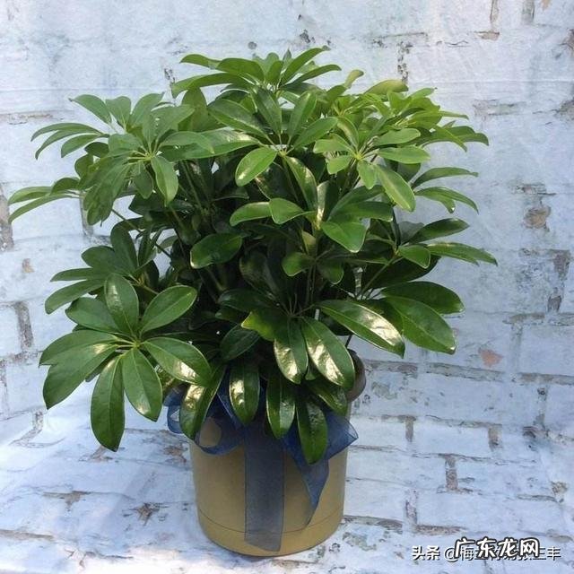 招财树长得太疯，又不想换大花盆，怎么办？