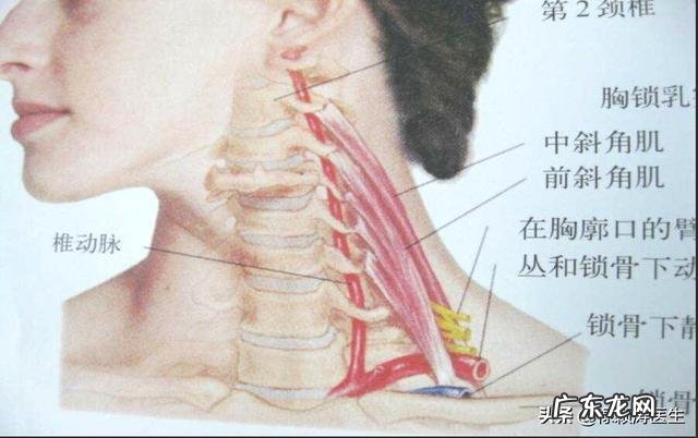 手臂酸疼,胳膊都抬不起来,手臂及肩膀疼得钻心刮骨,是什么原因?