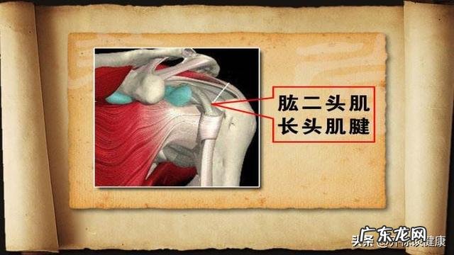 手臂酸疼,胳膊都抬不起来,手臂及肩膀疼得钻心刮骨,是什么原因?