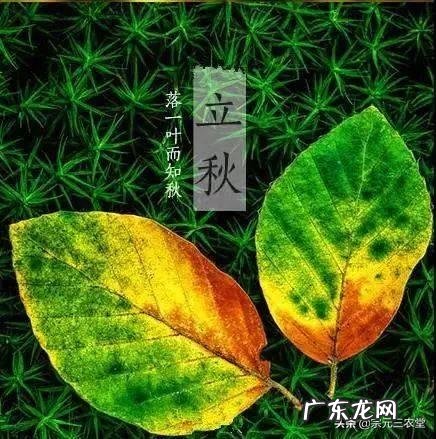 农村俗语:“早立秋,晚立秋,中秋热死牛”具体什么意思?今年什么时候立秋?