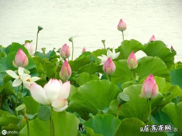 农村俗语:“早立秋,晚立秋,中秋热死牛”具体什么意思?今年什么时候立秋?