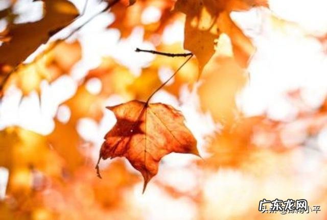 农村俗语:“早立秋,晚立秋,中秋热死牛”具体什么意思?今年什么时候立秋?