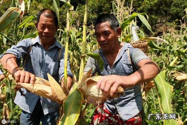 农村俗语:“早立秋,晚立秋,中秋热死牛”具体什么意思?今年什么时候立秋?