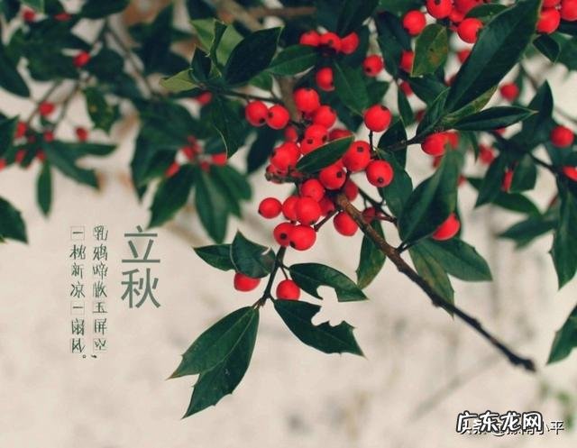 农村俗语:“早立秋,晚立秋,中秋热死牛”具体什么意思?今年什么时候立秋?