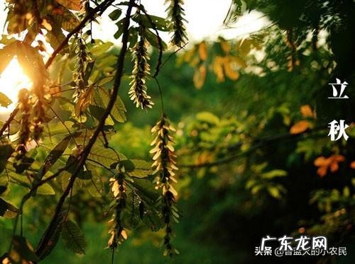 农村俗语:“早立秋,晚立秋,中秋热死牛”具体什么意思?今年什么时候立秋?