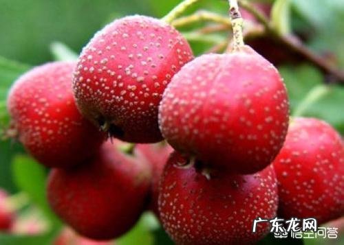 备孕能不能吃草莓？备孕期间不能吃哪些水果？