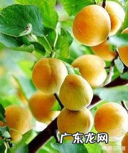 备孕能不能吃草莓？备孕期间不能吃哪些水果？