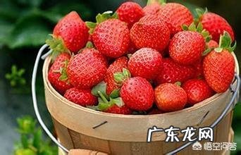 备孕能不能吃草莓？备孕期间不能吃哪些水果？