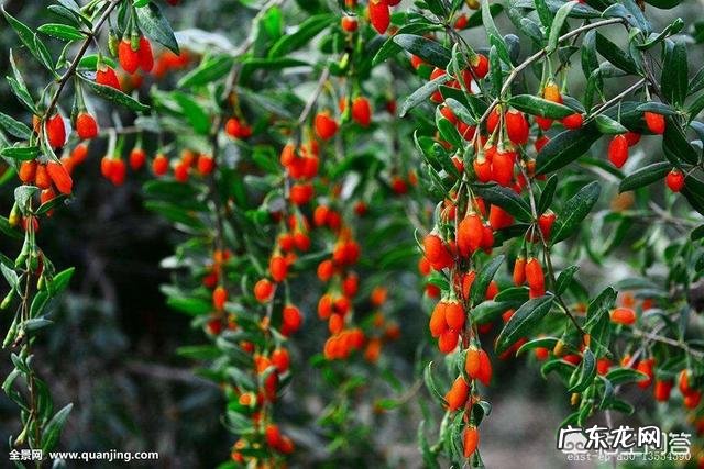 怎么吃枸杞比较好?