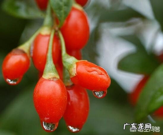 怎么吃枸杞比较好?