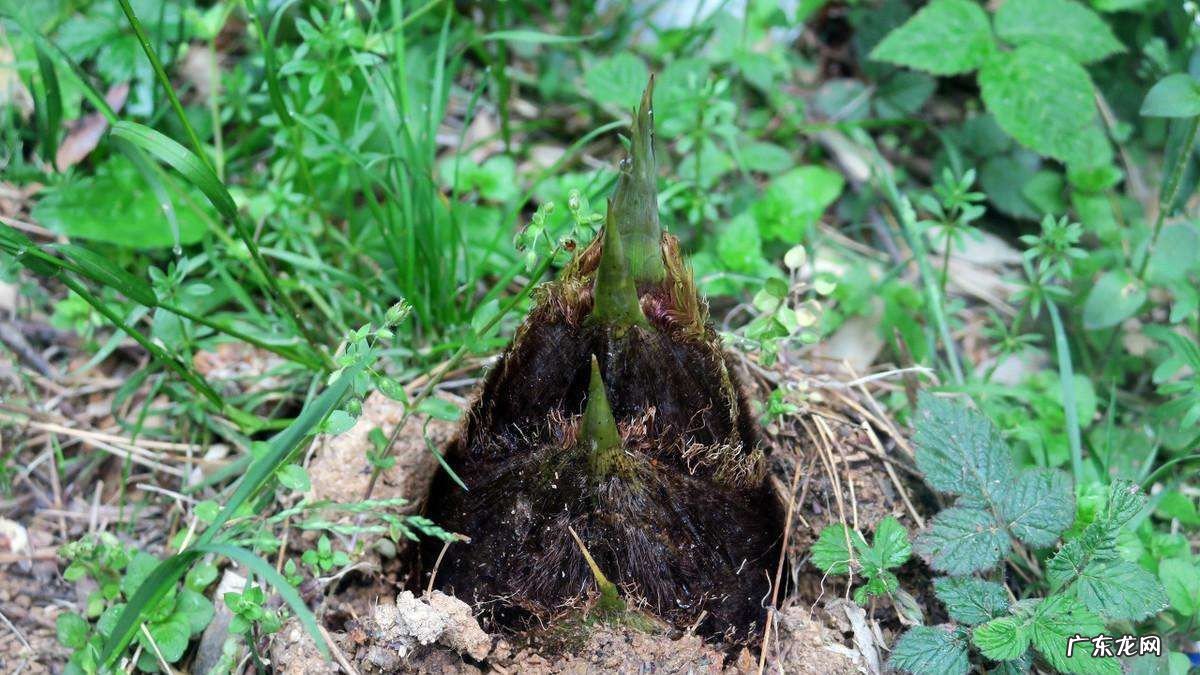 挖冬笋的正确技术