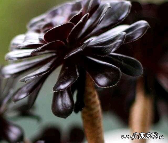 法师植株过细,用什么肥?法师的养殖方法有哪些?