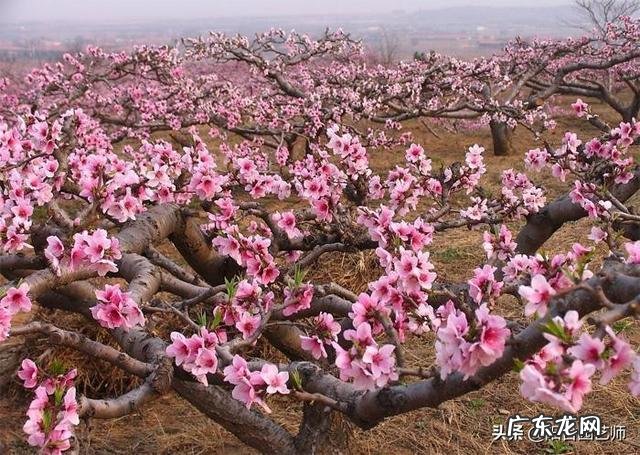 鲜牛奶可以给桃树补钙吗?