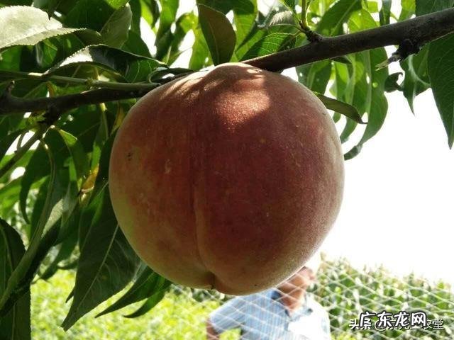 鲜牛奶可以给桃树补钙吗?