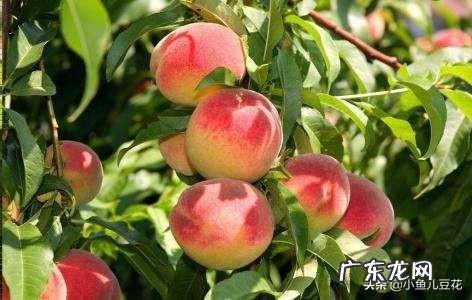 鲜牛奶可以给桃树补钙吗？