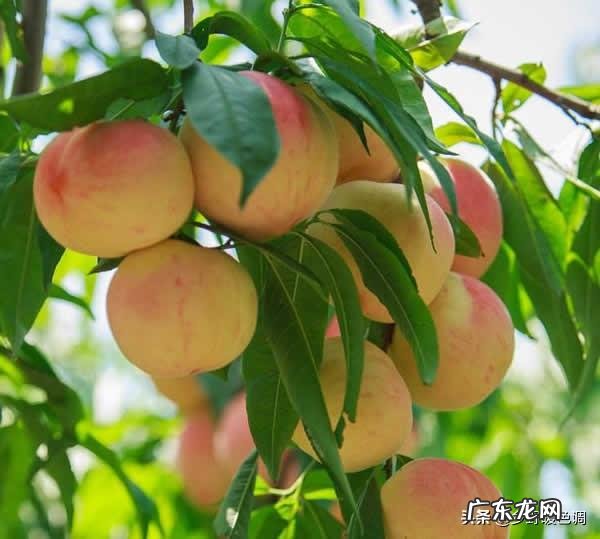 鲜牛奶可以给桃树补钙吗？