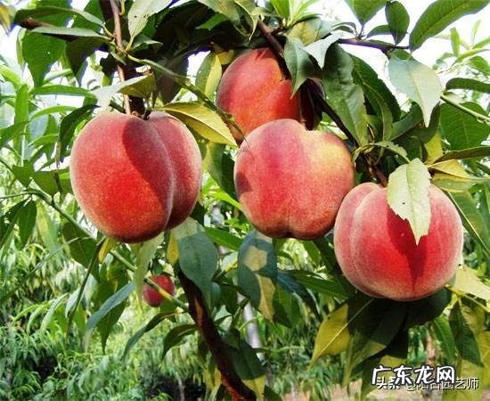 鲜牛奶可以给桃树补钙吗?