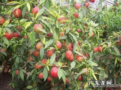 鲜牛奶可以给桃树补钙吗？