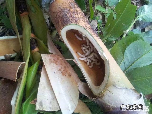 你们觉得广东人怎么样?