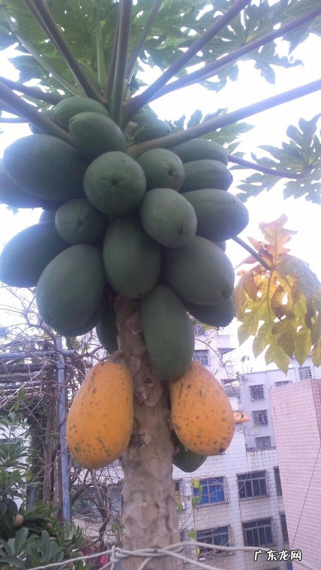 你们觉得广东人怎么样?