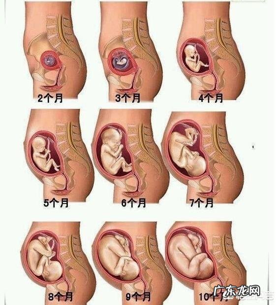 怀孕三个月肚子有多大？