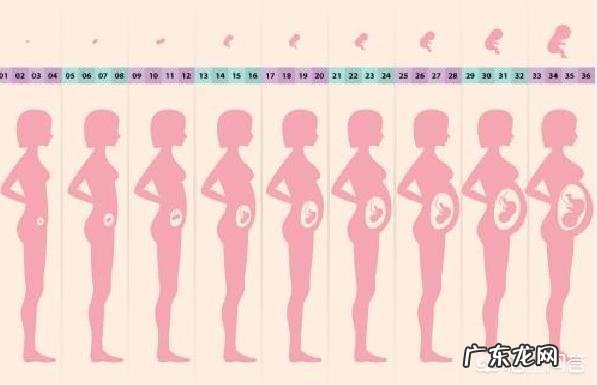 怀孕三个月肚子有多大？