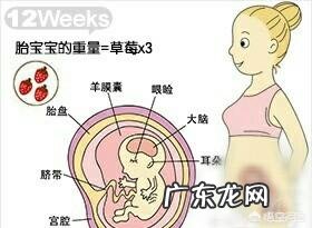 怀孕三个月肚子有多大？