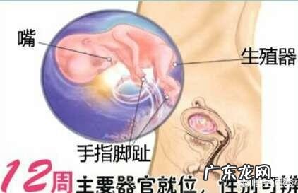 怀孕三个月肚子有多大？