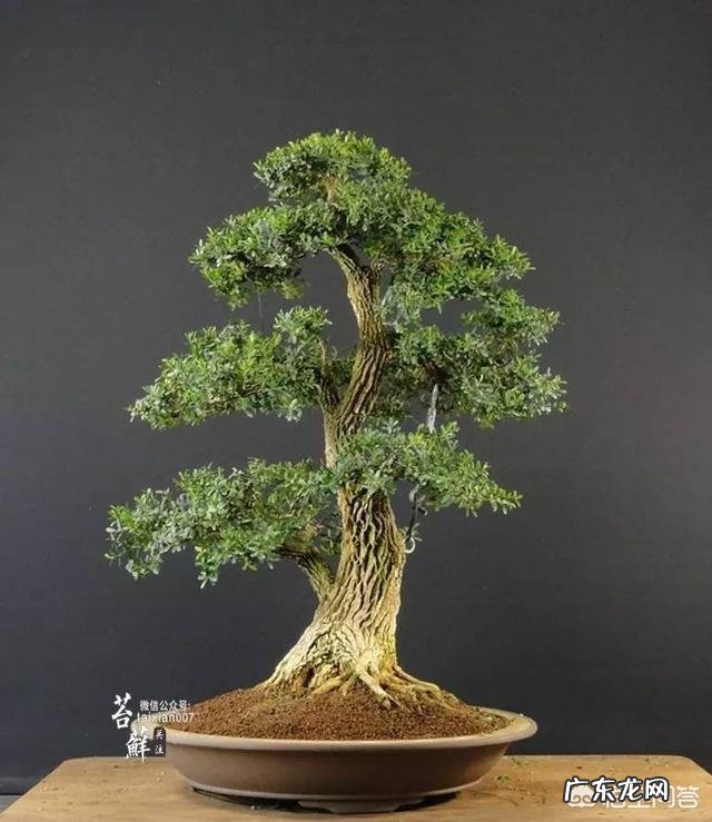 黄杨怎么施肥？