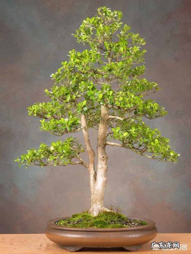 黄杨怎么施肥？