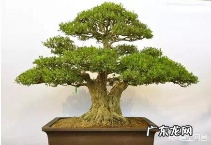 黄杨怎么施肥？