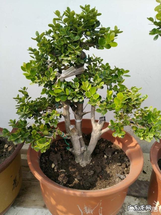 黄杨怎么施肥？