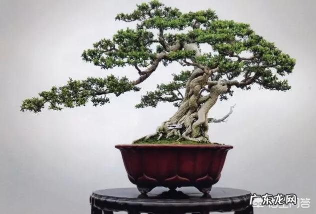 黄杨怎么施肥？