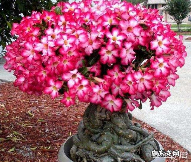 七夕送什么又浪漫又实惠?