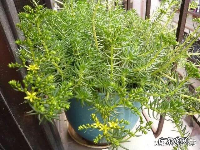 垂盆草开什么花？什么时间开花？