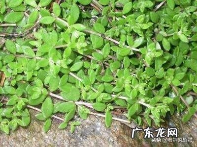 垂盆草开什么花?什么时间开花?