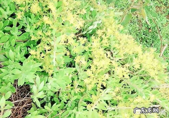 垂盆草开什么花?什么时间开花?