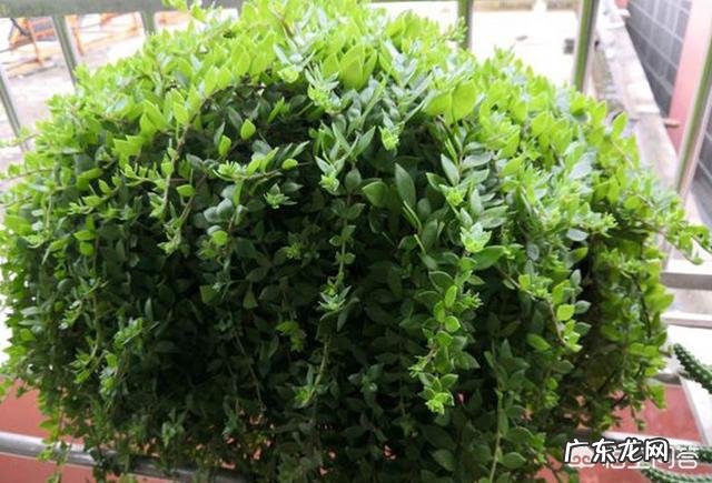 垂盆草开什么花?什么时间开花?