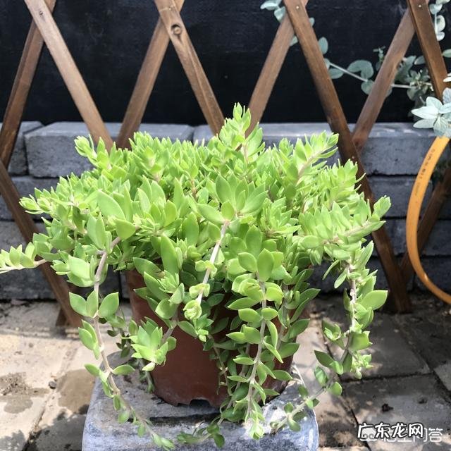 垂盆草开什么花？什么时间开花？