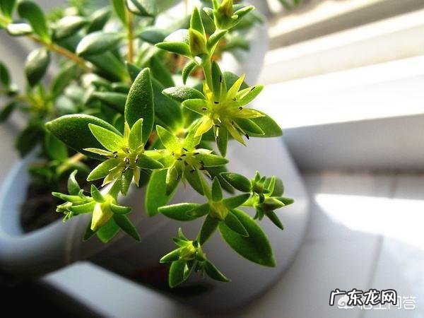 垂盆草开什么花？什么时间开花？