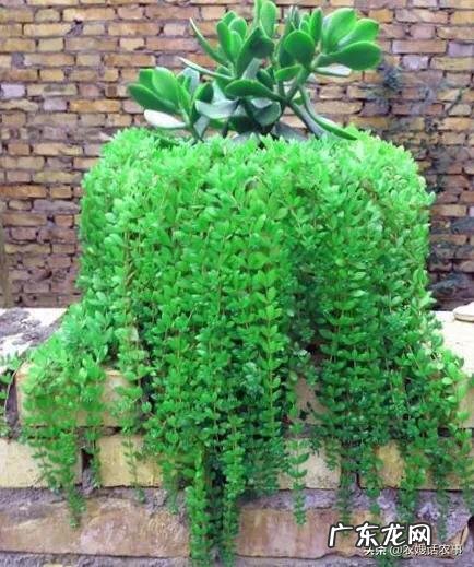 垂盆草开什么花?什么时间开花?