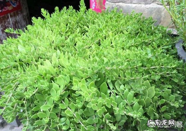 垂盆草开什么花?什么时间开花?
