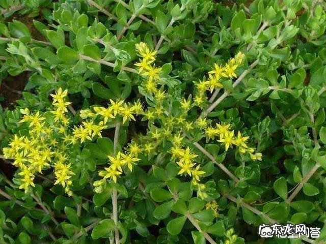 垂盆草开什么花?什么时间开花?