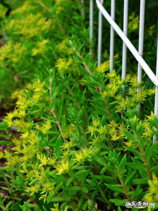 垂盆草开什么花？什么时间开花？