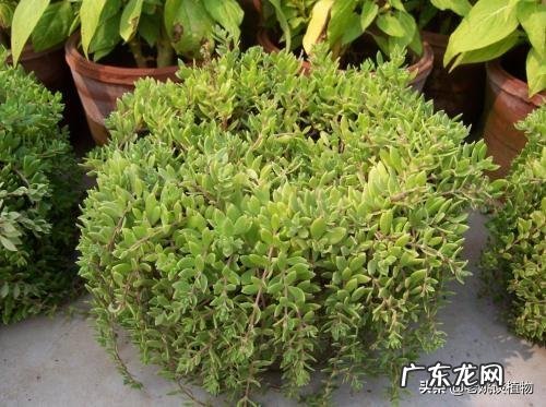 垂盆草开什么花?什么时间开花?