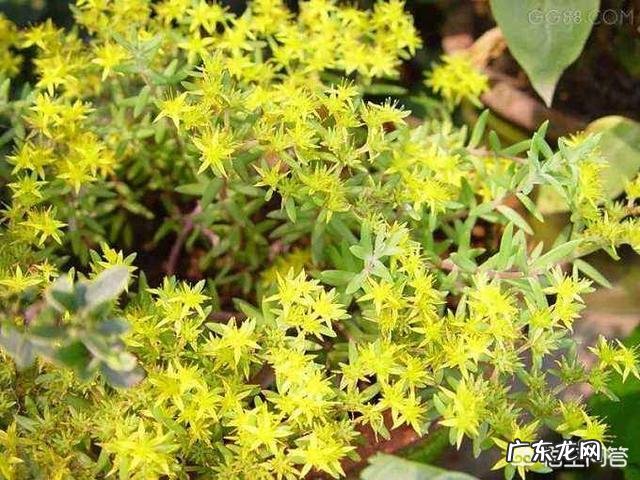 垂盆草开什么花?什么时间开花?