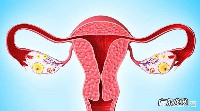 女性该如何保养子宫和卵巢?