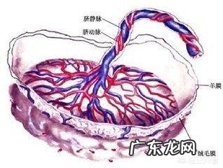 胎盘成熟度多少才是正常的?