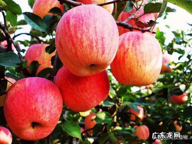 含糖量低的水果有哪些?