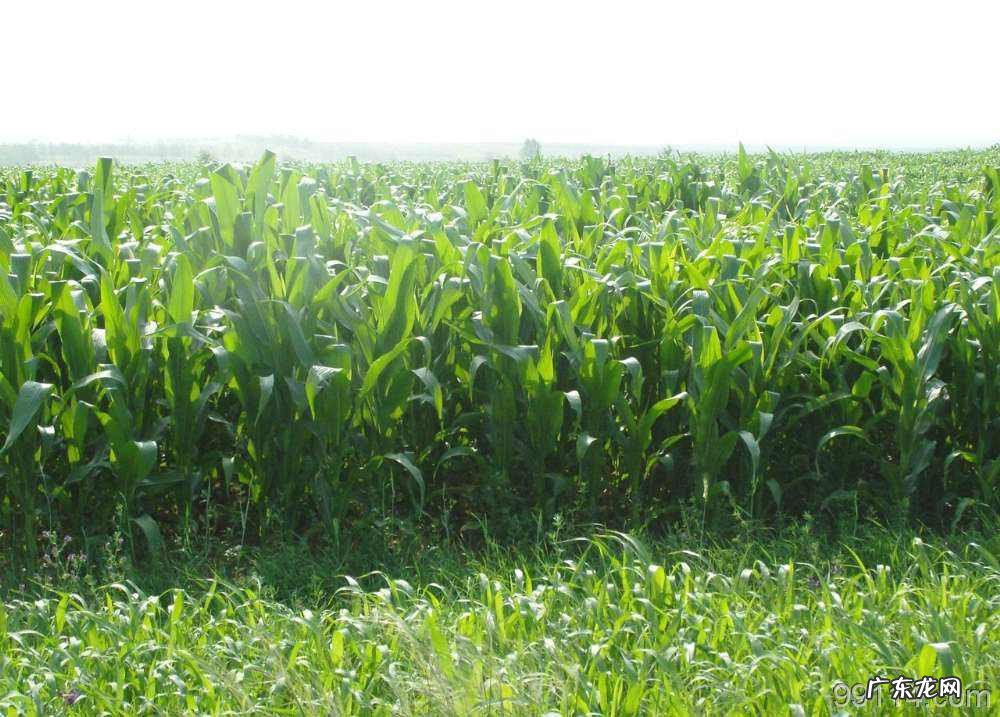 养牛最好的四季牧草